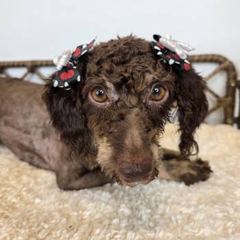 Harvest -  Miniature Poodle Dog for Adoption in Fort Wayne, Indiana - Harvest | PetCurious