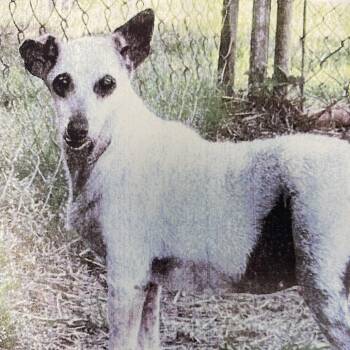 Winnie Winter 6599 -  Terrier and Mixed Breed Dog Available for Adoption in Loxahatchee Groves, Florida - Winnie Winter 6599 | PetCurious