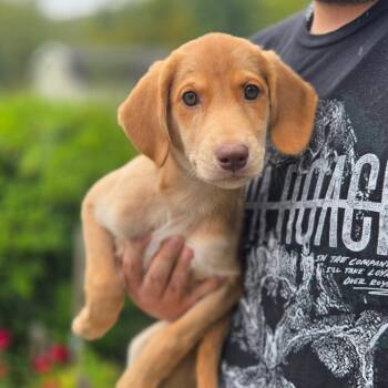 CT Helena avail Sep 26 -  Labrador Retriever and Great Pyrenees Dog for Adoption in Stormville, New York - CT Helena Avail Sep 26 | PetCurious