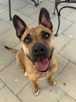 Pit Bull Terrier Dogs Available for Adoption - Jynx | PetCurious