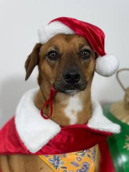 Bada-One of our Amazing Rescue Dogs -  Rhodesian Ridgeback and Labrador Retriever Dog for Adoption in Carlsbad, California - Bada-One Of Our Amazing Rescue Dogs | PetCurious