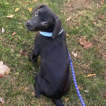 Rescue Mixed Breed Dogs for Adoption in West Haven, Connecticut - Max | PetCurious