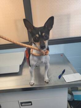 Chihuahua Dogs Available for Adoption in Lawrenceville, Georgia - Pen 232 Benny | PetCurious