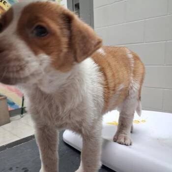 Mixed Breed Dogs Available for Adoption in Lufkin, Texas - Circe | PetCurious