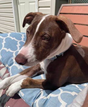 Rescue American Staffordshire Terrier and Treeing Walker Coonhound Dogs for Adoption in Thomasville, North Carolina - Lexi Lou | PetCurious