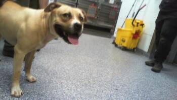 A1265459 -  Pit Bull Terrier Dog Available for Adoption in Charlotte, North Carolina - A1265459 | PetCurious