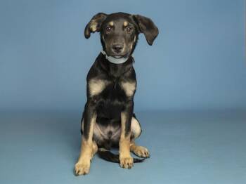 Siberian Husky Dogs Available for Adoption in Phoenix, Arizona - JC | PetCurious