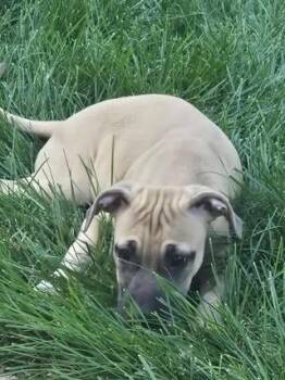 Cassy -  Mastiff Dog for Adoption in Colorado Springs, Colorado - Cassy | PetCurious