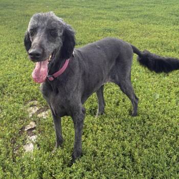 Macy -  Standard Poodle and Golden Retriever Dog for Adoption in Kansas City, Missouri - Macy | PetCurious