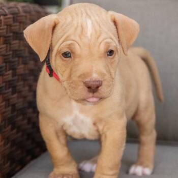 Sawyer -  Labrador Retriever and Vizsla Dog for Adoption in Pflugerville, Texas - Sawyer | PetCurious