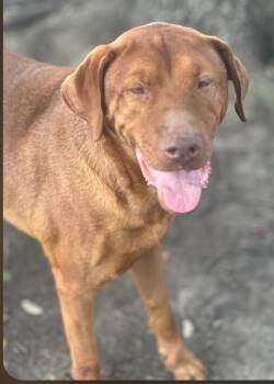Red -  Vizsla and Mixed Breed Dog for Adoption in Houston, Texas - Red | PetCurious