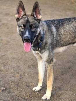 Belgian Shepherd Malinois and Mixed Breed Dogs Available for Adoption - Reign | PetCurious