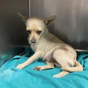 A612238 -  Chihuahua Dog for Adoption in Modesto, California - A612238 | PetCurious