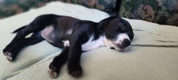 Leia Skybarker -  Labrador Retriever and Pomeranian Dog for Adoption in Phoenix, Arizona - Leia Skybarker | PetCurious