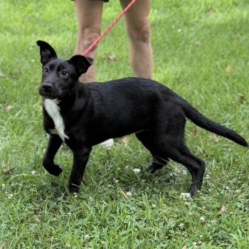 Tater -  Black Labrador Retriever Dog for Adoption in Locust Fork, Alabama - Tater | PetCurious
