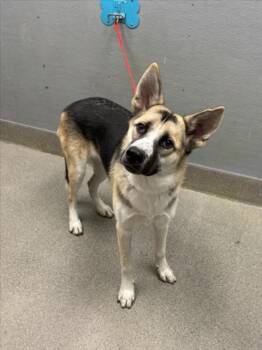 THUMPER -  German Shepherd Dog Dog for Adoption in Las Vegas, Nevada - THUMPER | PetCurious