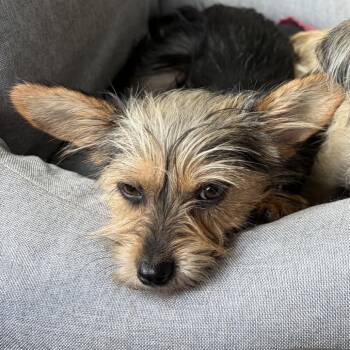 Sissy -  Terrier and Mixed Breed Dog for Adoption in Cleveland, Tennessee - Sissy | PetCurious