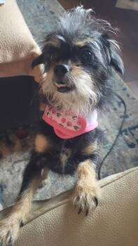 Bella -  Yorkie Poo Dog for Adoption in Lawrenceville, Georgia - Bella | PetCurious