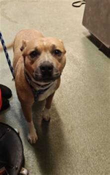 Rescue Mixed Breed Dogs for Adoption in Santa Fe, New Mexico - SWEET | PetCurious