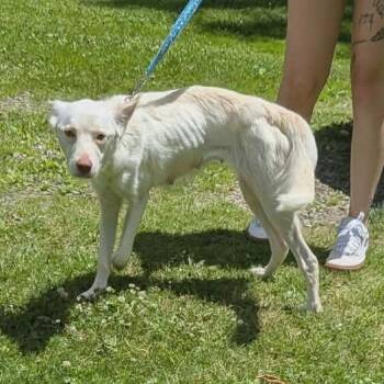 Rae -  Husky and Labrador Retriever Dog for Adoption in Greenville, Pennsylvania - Rae | PetCurious