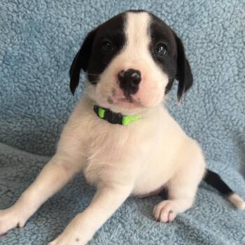 Dawson -  Cattle Dog and Mixed Breed Dog for Adoption in St. Peters, Missouri - Dawson | PetCurious
