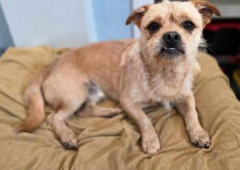 Possum -  Cairn Terrier Dog for Adoption in Sedalia, Colorado - Possum | PetCurious