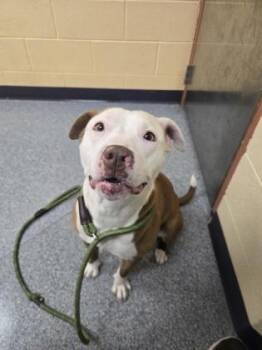 Starburst -  Pit Bull Terrier and Mixed Breed Dog for Adoption in Westland, Michigan - Starburst | PetCurious