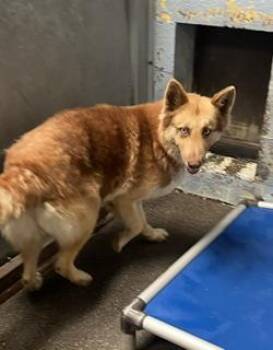 DEBBIE -  Siberian Husky Dog for Adoption in Stockton, California - DEBBIE | PetCurious