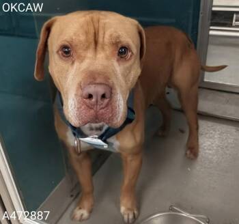 Pit Bull Terrier and Mixed Breed Dogs Available for Adoption in Oklahoma City, Oklahoma - A472887 | PetCurious