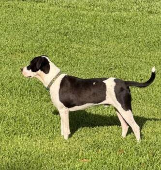 Soda Pop -  American Bulldog Dog for Adoption in Sedalia, Colorado - Soda Pop | PetCurious
