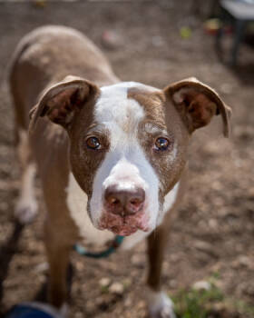 Rescue Mixed Breed Dogs for Adoption in Chamblee, Georgia - Tugga Wugga | PetCurious