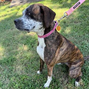Ollie -  Boxer Dog for Adoption in Roswell, Georgia - Ollie | PetCurious