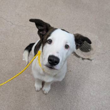 Taurus -  Great Pyrenees and Labrador Retriever Dog for Adoption in New York, New York - Taurus | PetCurious