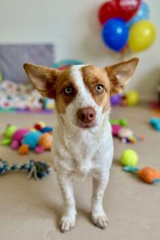 Corgi Dogs Available for Adoption in San Tan Valley, Arizona - Honey | PetCurious