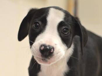 Hibiscus -  Pit Bull Terrier and Australian Shepherd Dog for Adoption in Portland, Oregon - Hibiscus | PetCurious