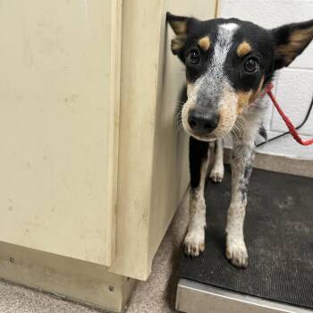 Hamilton -  Australian Cattle Dog Blue Heeler Dog for Adoption in Ardmore, Oklahoma - Hamilton | PetCurious