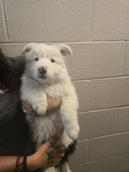 Lurleen -  Australian Shepherd Dog for Adoption in Sacramento, California - Lurleen | PetCurious