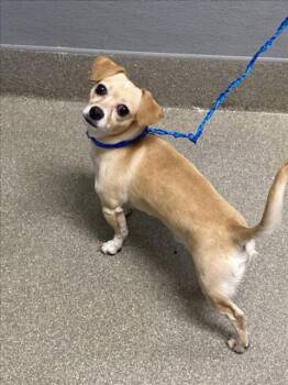 TOA -  Chihuahua and Dachshund Dog for Adoption in Las Vegas, Nevada - TOA | PetCurious
