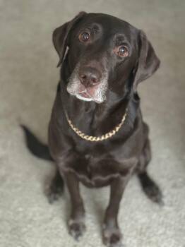 Chocolate Labrador Retriever Dogs Available for Adoption in Jamesville, New York - Chase  | PetCurious