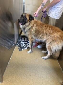 Ollie -  Anatolian Shepherd and Mixed Breed Dog for Adoption in Farmers Branch, Texas - Ollie | PetCurious