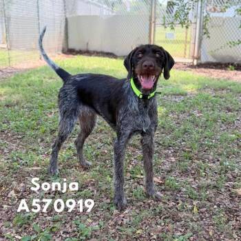 SONJA -  German Shorthaired Pointer Dog for Adoption - SONJA | PetCurious