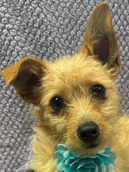 Rescue Yorkshire Terrier Dogs for Adoption in Lodi, California - Sugar | PetCurious