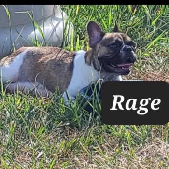 Rage -  French Bulldog Dog for Adoption in Spring Hill, Kansas - Rage | PetCurious