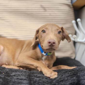 Conway Twitty -  Vizsla and Mixed Breed Dog for Adoption in Pawling, New York - Conway Twitty | PetCurious