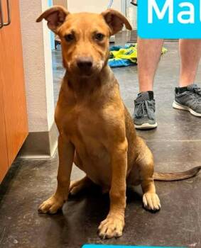 Drew -  Mixed Breed Dog for Adoption in Fort Collins, Colorado - Drew | PetCurious