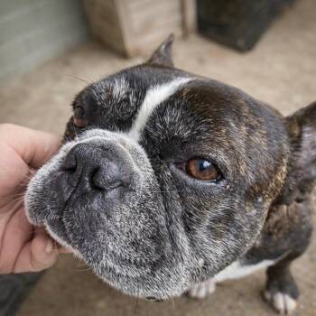 French Bulldog and Boston Terrier Dogs Available for Adoption - Brady | PetCurious