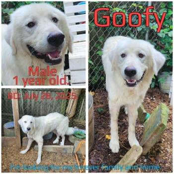 Goofy -  Great Pyrenees and Mixed Breed Dog for Adoption in Boaz, Alabama - Goofy | PetCurious