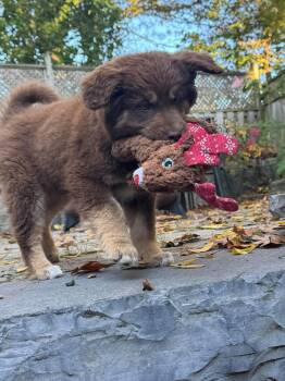 Harper -  German Shepherd Dog and Husky Dog for Adoption in Toronto, Ontario - Harper | PetCurious