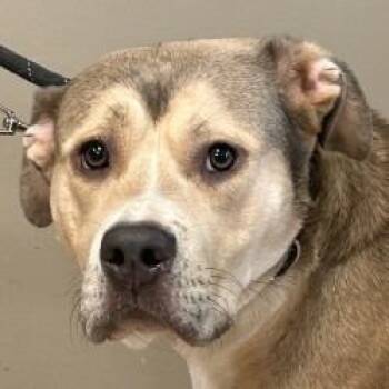 Candy -  Pit Bull Terrier and Great Pyrenees Dog for Adoption in Brenham, Texas - Candy | PetCurious