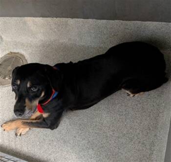 KENNEY -  Black And Tan Coonhound and Mixed Breed Dog for Adoption in Tallahassee, Florida - KENNEY | PetCurious